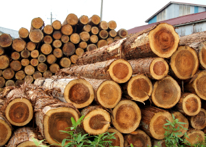 主な取り扱い木材